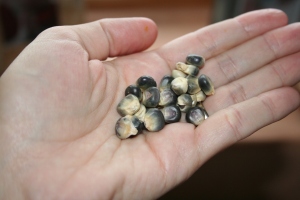blue corn, blessed at a pueblo seed blessing ceremony, for maizie blue